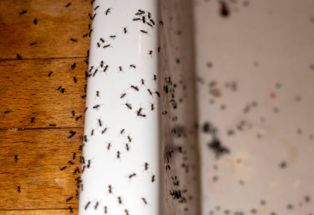 Best Emergency Pest Control  in Columbus, NC