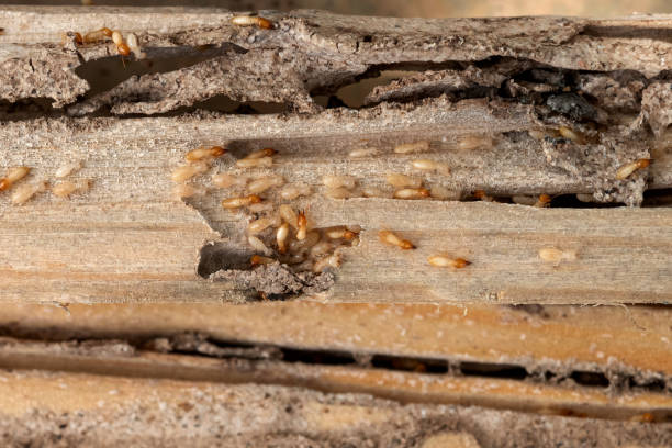 Wasp Removal Services in Columbus, NC